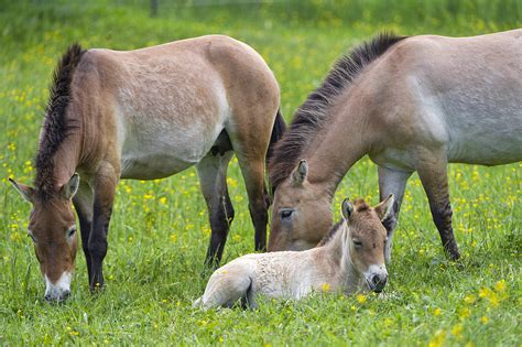 are there horses in china